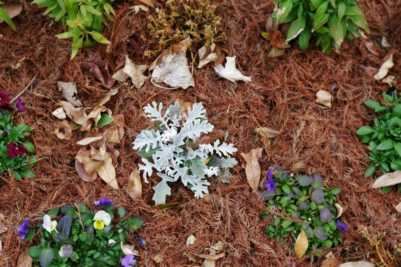 Clean Lines & Fresh Mulch